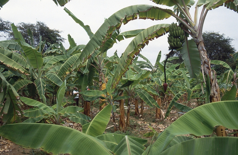 626_De bananenplantage, Agua Blanca.jpg